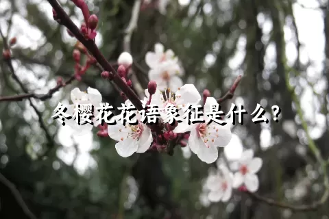 冬樱花花语象征是什么？