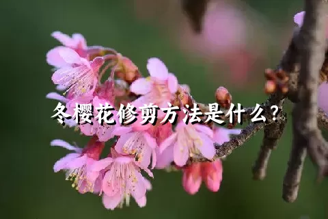 冬樱花修剪方法是什么？