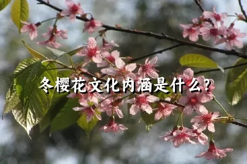 冬樱花文化内涵是什么？