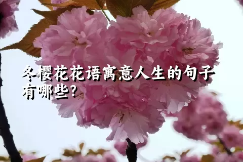 冬樱花花语寓意人生的句子有哪些？