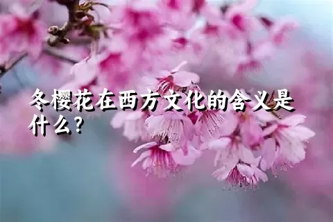 冬樱花在西方文化的含义是什么？