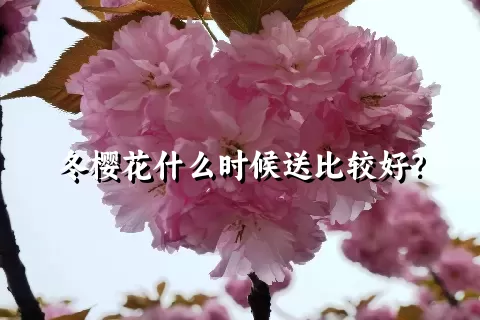 冬樱花什么时候送比较好？