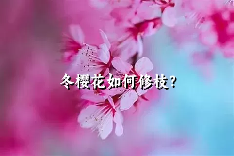 冬樱花如何修枝？