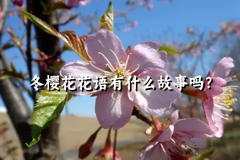 冬樱花花语有什么故事吗？