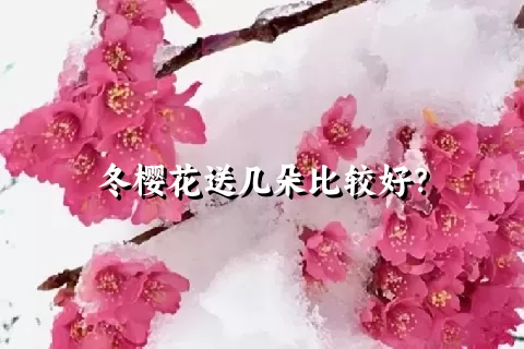 冬樱花送几朵比较好？