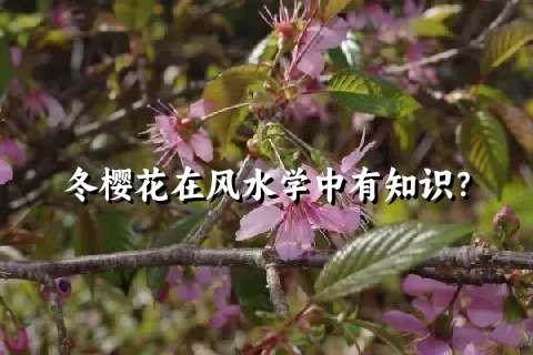 冬樱花在风水学中有知识？