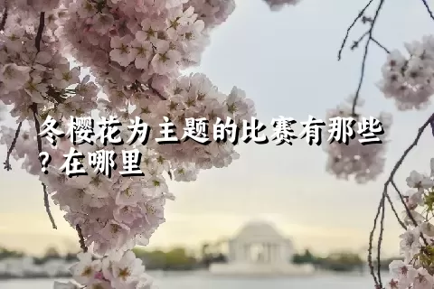 冬樱花为主题的比赛有那些？在哪里