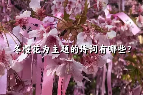 冬樱花为主题的诗词有哪些？