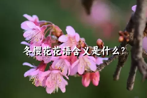 冬樱花花语含义是什么？