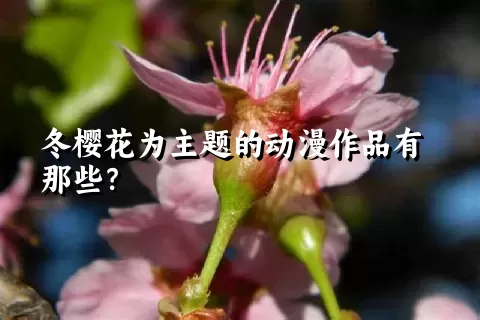 冬樱花为主题的动漫作品有那些？