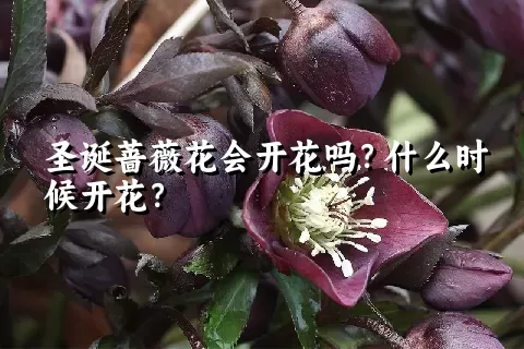 圣诞蔷薇花会开花吗？什么时候开花？