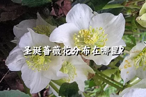 圣诞蔷薇花分布在哪里?