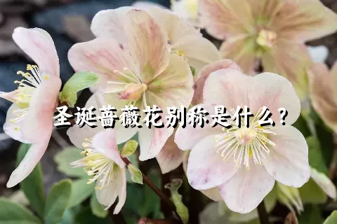 圣诞蔷薇花别称是什么？