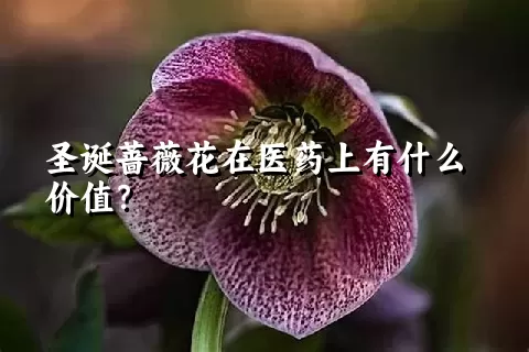 圣诞蔷薇花在医药上有什么价值？