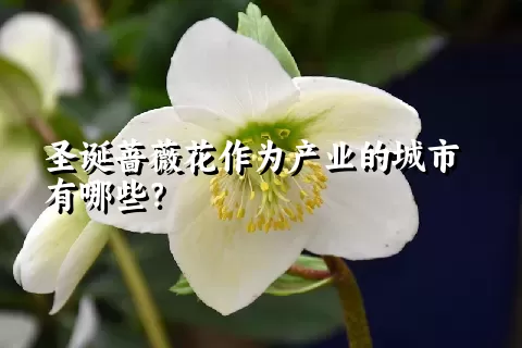 圣诞蔷薇花作为产业的城市有哪些？