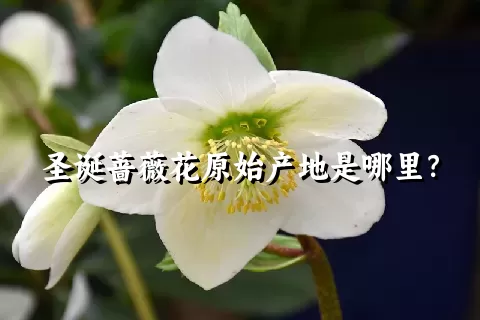 圣诞蔷薇花原始产地是哪里？