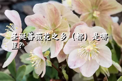 圣诞蔷薇花之乡（都）是哪里？