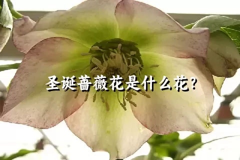 圣诞蔷薇花是什么花？