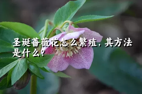 圣诞蔷薇花怎么繁殖，其方法是什么？