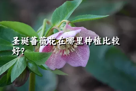 圣诞蔷薇花在哪里种植比较好？