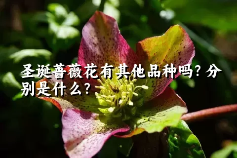 圣诞蔷薇花有其他品种吗？分别是什么？