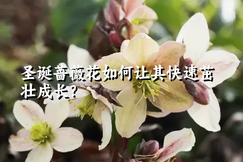 圣诞蔷薇花如何让其快速茁壮成长？