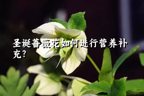 圣诞蔷薇花如何进行营养补充？