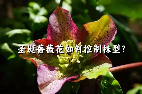 圣诞蔷薇花如何控制株型？