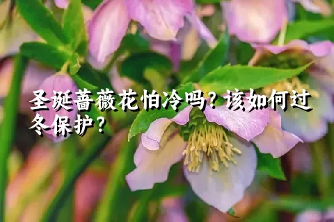 圣诞蔷薇花怕冷吗？该如何过冬保护？