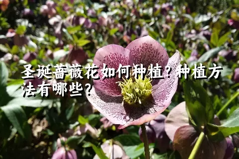 圣诞蔷薇花如何种植？种植方法有哪些？