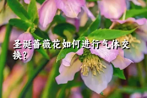 圣诞蔷薇花如何进行气体交换？