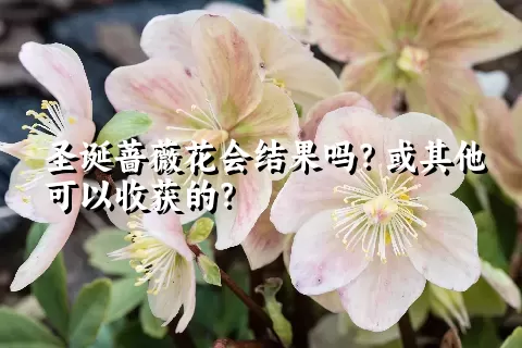 圣诞蔷薇花会结果吗？或其他可以收获的？