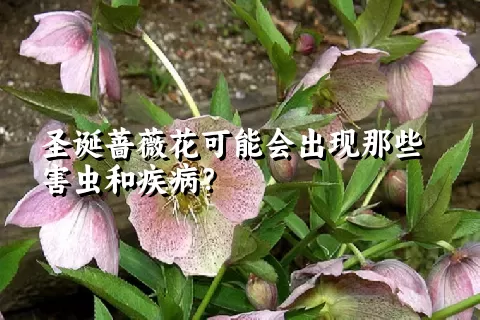 圣诞蔷薇花可能会出现那些害虫和疾病？