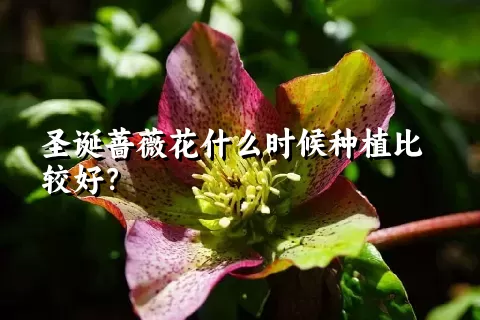 圣诞蔷薇花什么时候种植比较好？