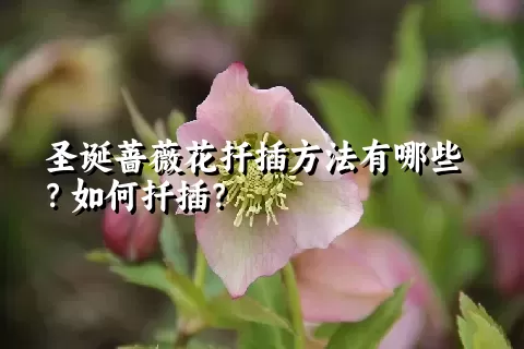 圣诞蔷薇花扦插方法有哪些？如何扦插？