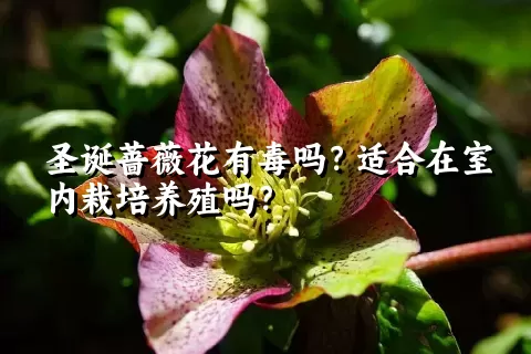 圣诞蔷薇花有毒吗？适合在室内栽培养殖吗？