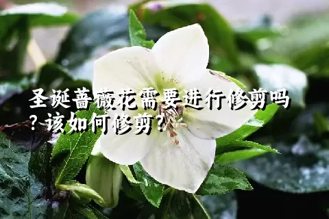 圣诞蔷薇花需要进行修剪吗？该如何修剪？