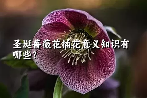 圣诞蔷薇花插花意义知识有哪些？