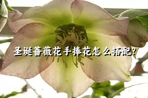 圣诞蔷薇花手捧花怎么搭配？