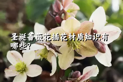 圣诞蔷薇花插花材质知识有哪些？