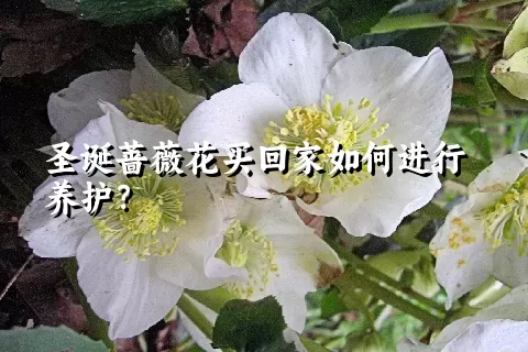 圣诞蔷薇花买回家如何进行养护？