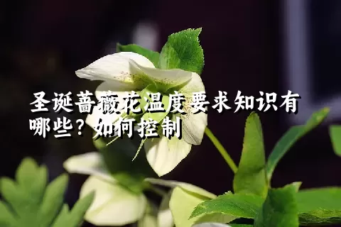 圣诞蔷薇花温度要求知识有哪些？如何控制