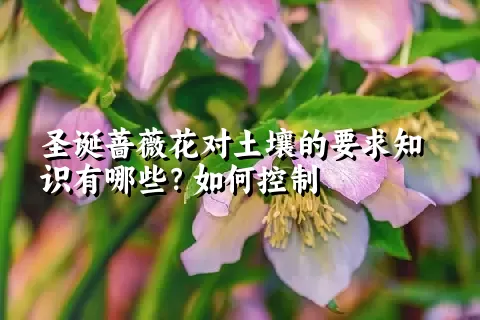 圣诞蔷薇花对土壤的要求知识有哪些？如何控制