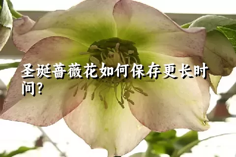 圣诞蔷薇花如何保存更长时间？