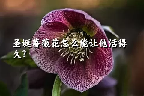 圣诞蔷薇花怎么能让他活得久？