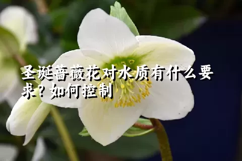 圣诞蔷薇花对水质有什么要求？如何控制