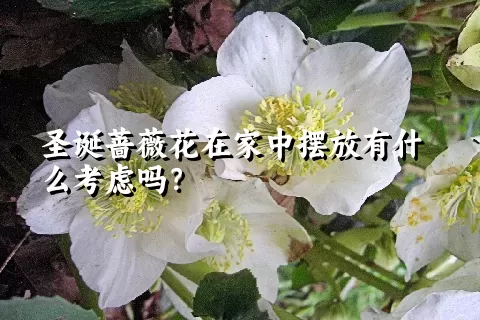 圣诞蔷薇花在家中摆放有什么考虑吗？