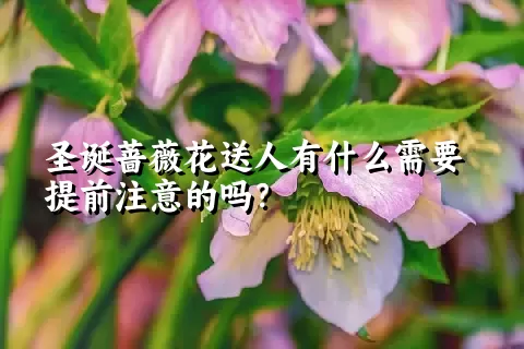 圣诞蔷薇花送人有什么需要提前注意的吗？