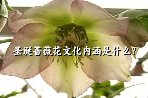 圣诞蔷薇花文化内涵是什么？