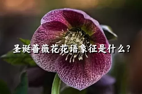 圣诞蔷薇花花语象征是什么？